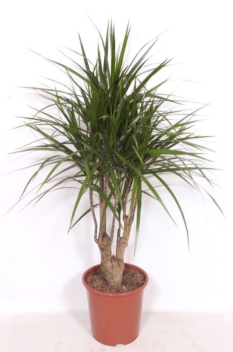 <h4>Dracaena marginata</h4>