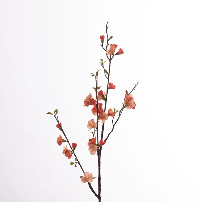 <h4>Af Chaenomeles L81cm Coral</h4>