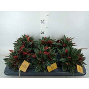 Peperomia caperata 'Rosso'