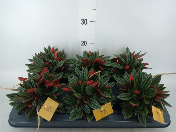 <h4>Peperomia caperata 'Rosso'</h4>