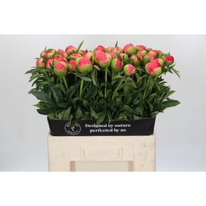 Paeonia Coral Sunset