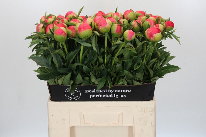 Paeonia Coral Sunset