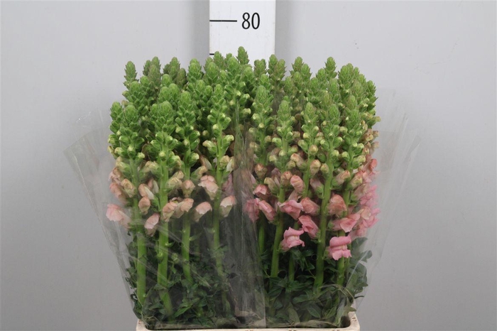 <h4>Antir Poto Rose</h4>