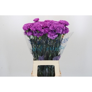 Dianthus St Florigene Moonlite