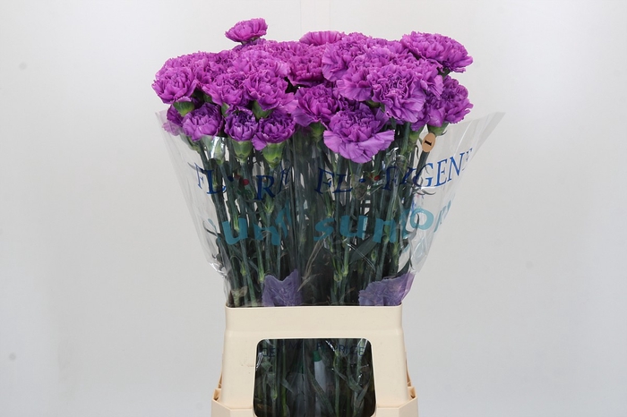 <h4>Dianthus St Florigene Moonlite</h4>