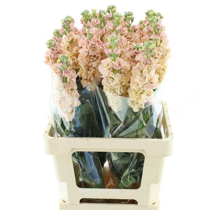 <h4>MATTH IRON APRICOT</h4>