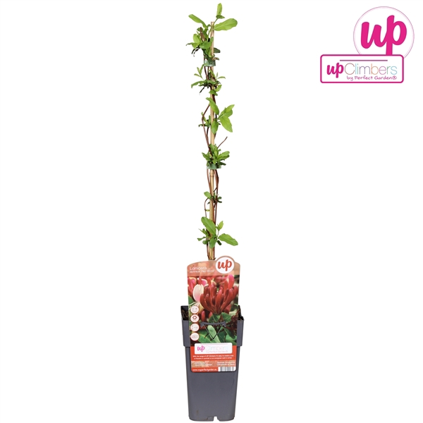 <h4>Lonicera japonica Red World P15</h4>