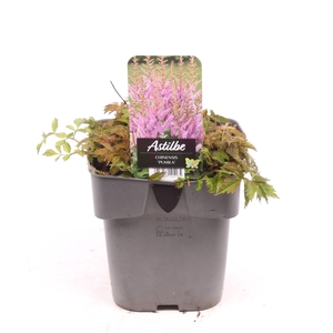 Astilbe chinensis 'Pumila'