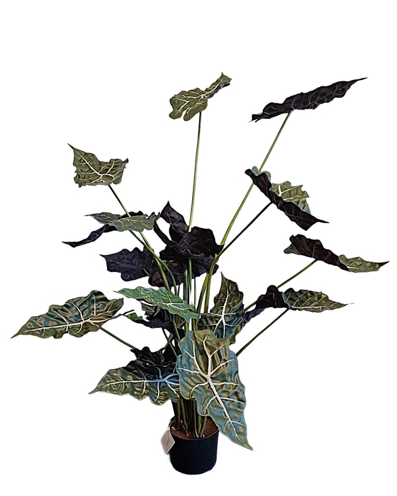 <h4>Alocasia Pot PP550036GRN</h4>