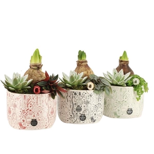 61595: X-mas arrangement