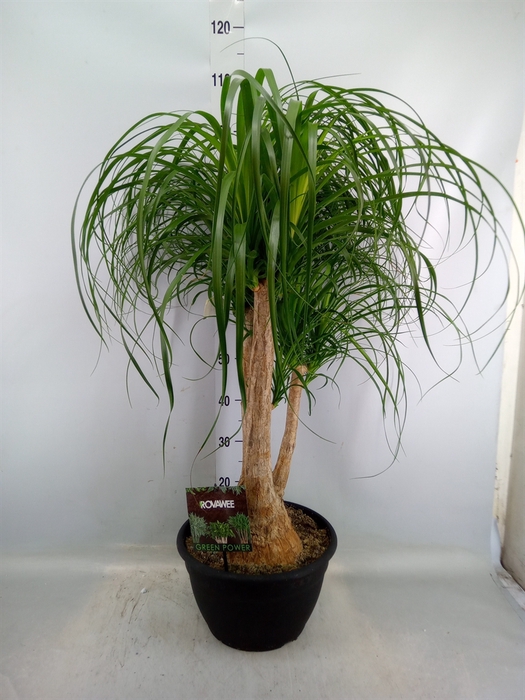 <h4>Beaucarnea recurvata</h4>