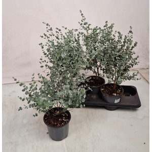 EUCAL GUNNII