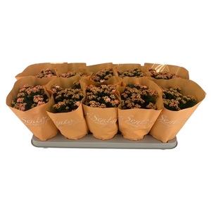 KAL GE PERFECTA ROSA