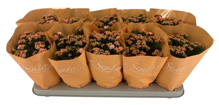 <h4>KAL GE PERFECTA ROSA</h4>