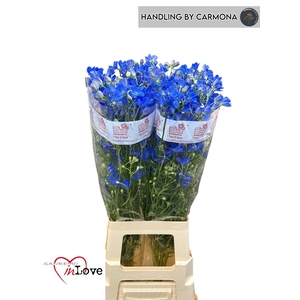 DELPH EN FASHION BLU