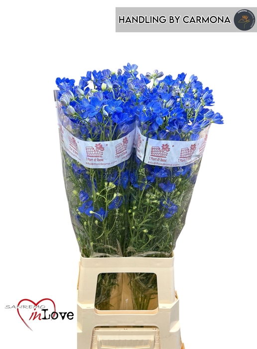 <h4>DELPH EN FASHION BLU</h4>