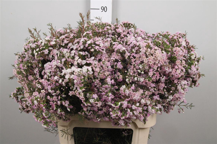 <h4>Chame Un Danc Queen</h4>