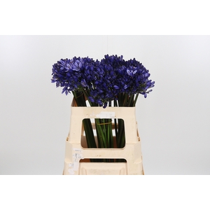 Agapanthus Dark Blue