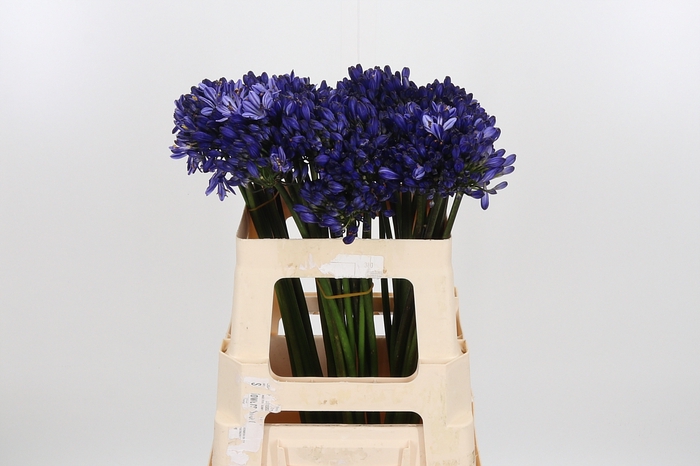 <h4>Agapanthus Dark Blue</h4>