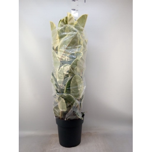 Ficus elastica 'Tineke'