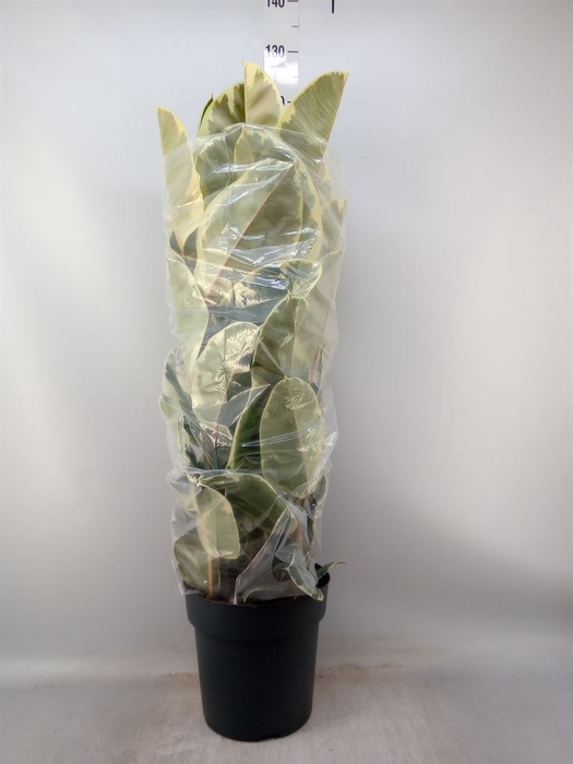 <h4>Ficus elastica 'Tineke'</h4>