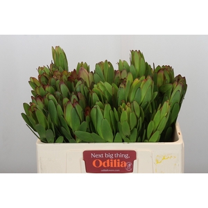 Leucadendron Goldstrike