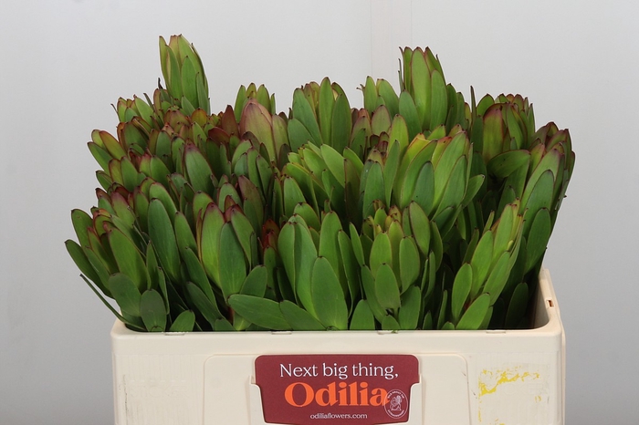 <h4>Leucadendron Goldstrike</h4>