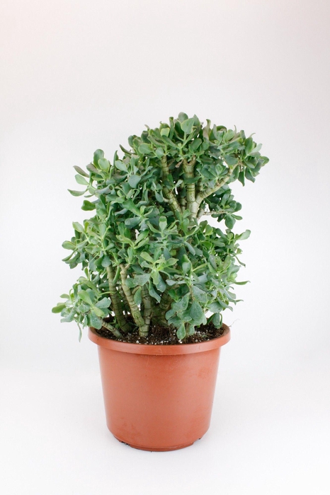 <h4>Crassula Cristaat</h4>