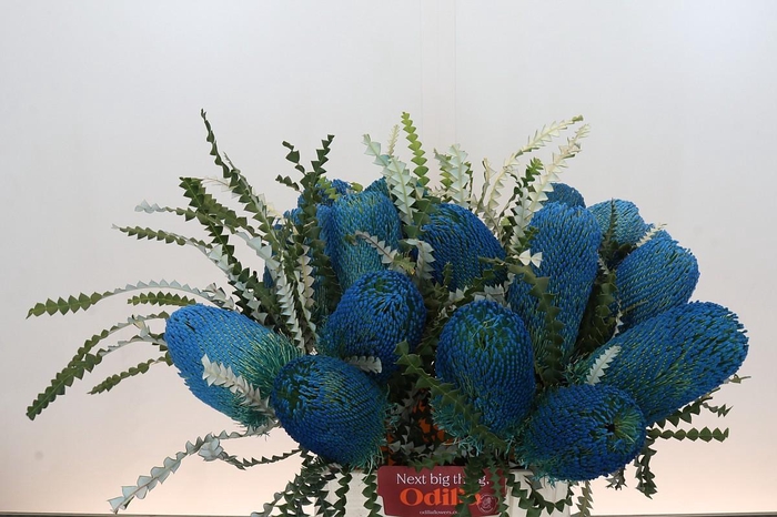 <h4>Banksia Speciosa Blue</h4>