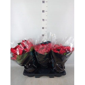 Euphorbia pulc. 'Fantasy Star'