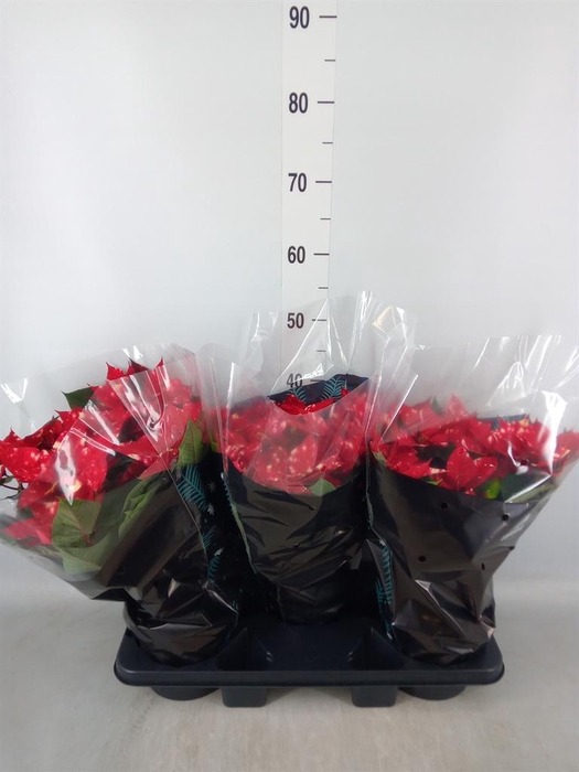 <h4>Euphorbia pulc. 'Fantasy Star'</h4>