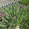 Allium autre