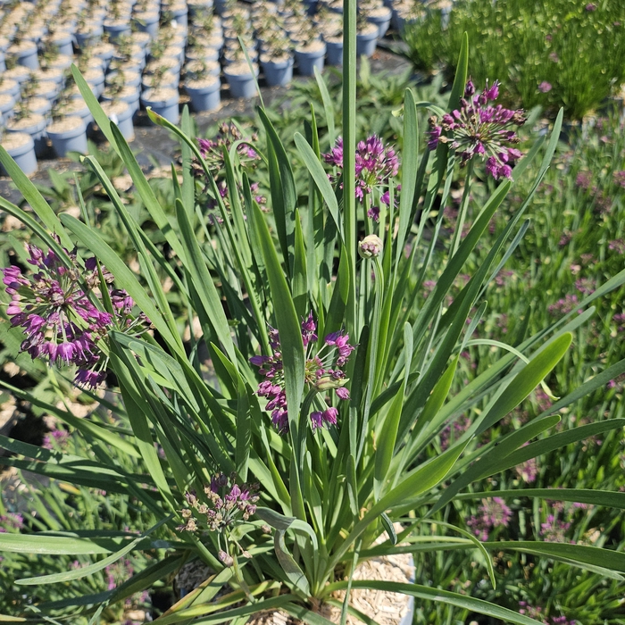 Allium autre