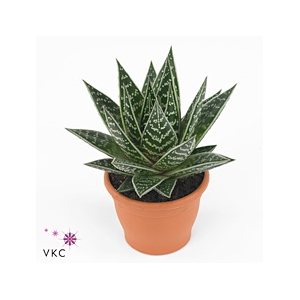 ALOE TIKI TAHI