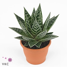 <h4>ALOE TIKI TAHI</h4>