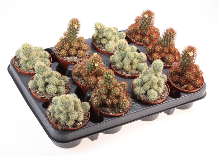 <h4>Cactus elongata mix</h4>