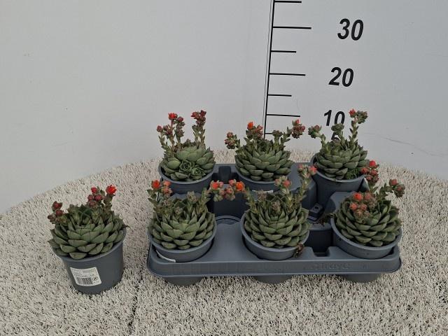 <h4>ECHEV GILVA</h4>