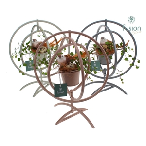 Globe metaal 3 kleuren Large met Muehlenbeckia