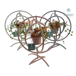 Globe metaal 3 kleuren Large met Muehlenbeckia