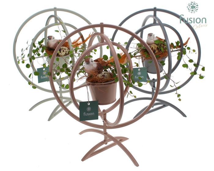 <h4>Globe metaal 3 kleuren Large met Muehlenbeckia</h4>