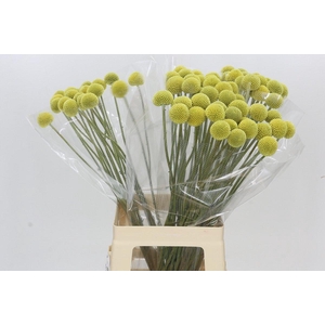 Craspedia globosa Paintball Pop