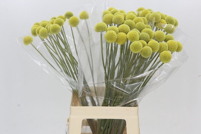 <h4>Craspedia globosa Paintball Pop</h4>