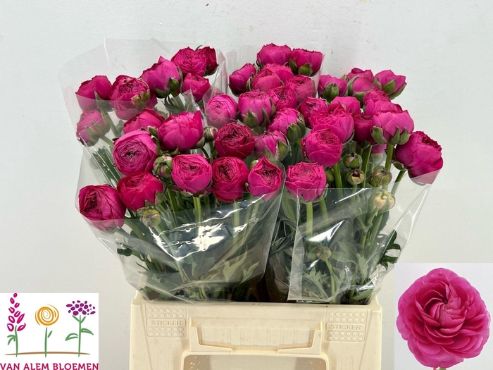 <h4>RAN AAZUR DEEP ROSE</h4>