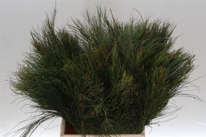 <h4>Kaaps Beefwood</h4>