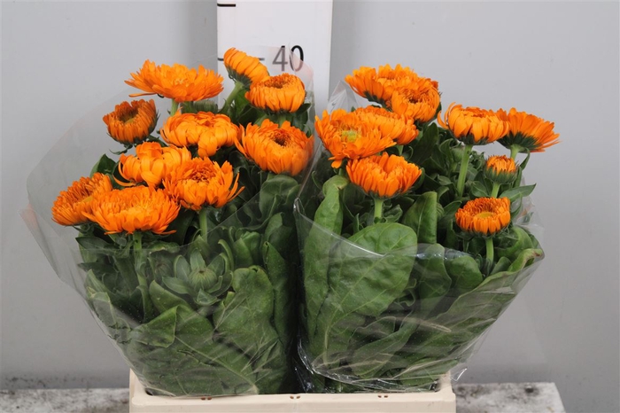 <h4>Calend Green Spot Or</h4>