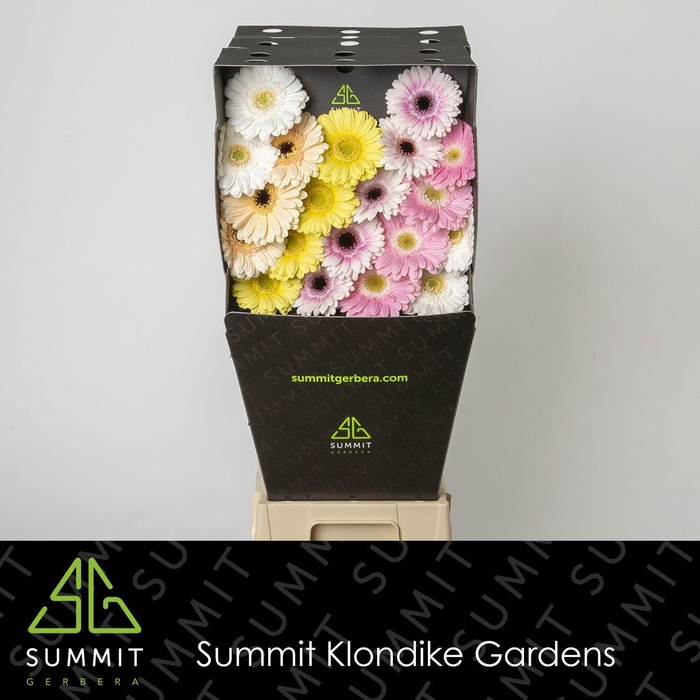 <h4>Germini Mix Dream Pastel Diamond</h4>