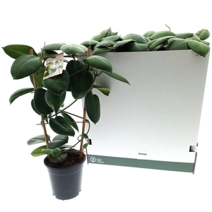 HOYA CALYC STARGAZER