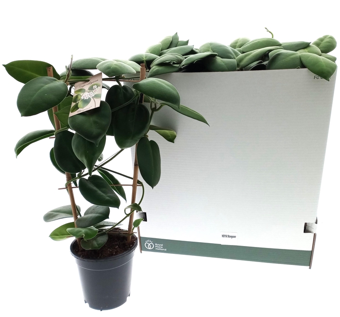 <h4>HOYA CALYC STARGAZER</h4>