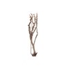 Syringa Branch Extra Morgan