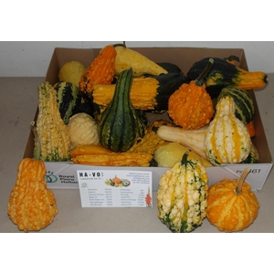 CUCURBITA MAYA MIX